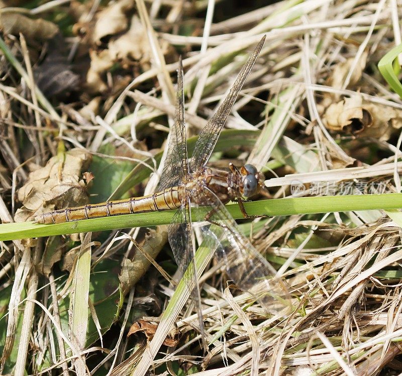 龙骨Skimmer (Orthetrum coerulescens)雌性